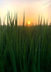 green grass and sunset