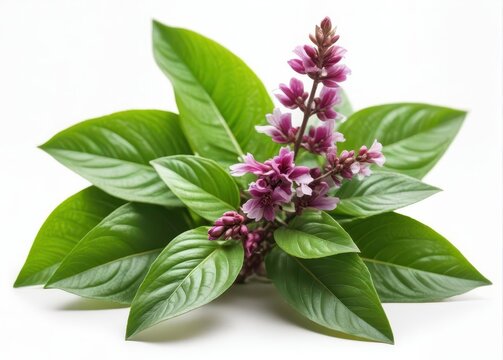 Vibrant Thai Basil Flower and Patchouli Plant on Isolated White Background