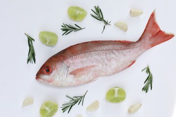 SNAPPER, CARIBBEAN Red ,Fish on white background