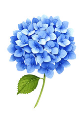 Obraz premium Isolated Hydrangea Flower Illustration In Blue And Green On Transparent Background