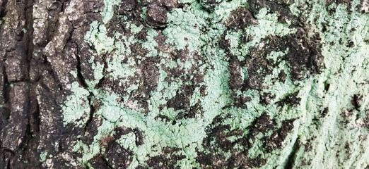 Close-up of tree bark with moss texture. Tree bark background. 