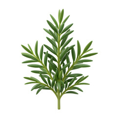 Fototapeta premium Detailed of a green succulent plant branch with many small needle like leaves transparent background