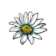 daisy flower hand drawn illustration