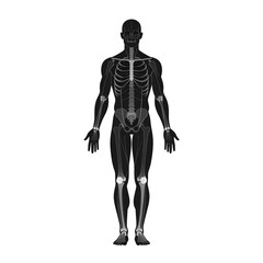 Monochrome Full Body Skeletal System Anatomy Illustration on White Background