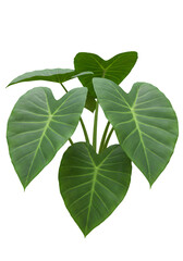 Isolated Illustration Of Green Tropical Plant With Large Leaves And Veins On Transparent Background