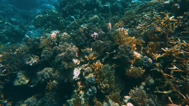 Swimming close to coral garden, Philippines.