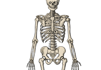 Isolated Illustration of Skeleton on Black Transparent Background