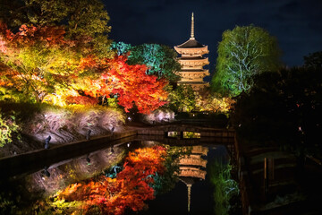 Five story Toji pagoda light up with colorful autumn maple leaf, Kyoto
