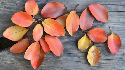 Autumn Leaves on Rustic Wood Background Fall Foliage Still Life Photography