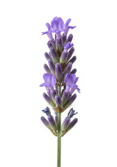 Isolated Lavender Flower On Black Background Detailed Floral Photo
