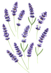 Isolated Lavender Flowers Illustration Against a Black Transparent Background