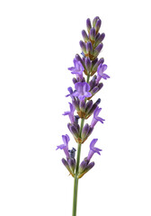 Isolated Lavender Sprig Illustration with Purple Blooms and Black Background