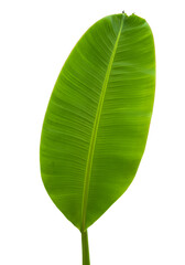 Isolated Leaf Photo on Black Background Showing Green Leaf Veins Texture