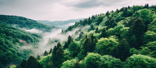 Misty mountain range blanketed in lush green forests