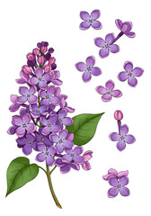 Isolated Lilac Branch Illustration On Transparent Background With Purple Blossoms and Green Leaves