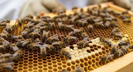 Busy Honey Bees on Comb in a Commercial Apiary for Natural Honey Production