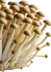 Isolated Mushrooms with Brown Caps and White Stems on Transparent Background Photo