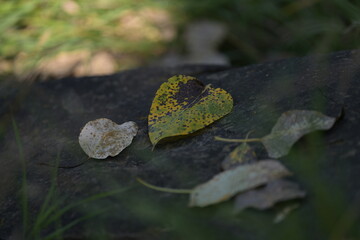 green leaf on the ground, nature, leaves, wildlife, season