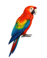Fototapeta premium Vibrant scarlet macaw parrot perched and showing off colorful plumage tropical wildlife transparent background