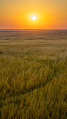 Obraz premium Golden sun setting over vast grassy savanna landscape at dusk grassland sunset