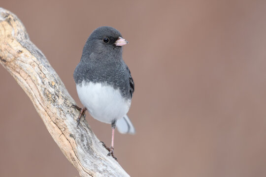 Dark-eyed Junco