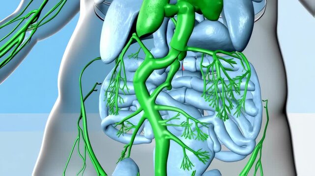 3D illustration of the human biliary system