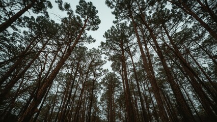 Fototapeta premium Tall pine trees reach towards a cloudy sky, creating a majestic and quiet forest scene.