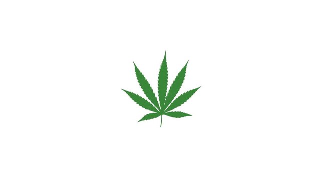 cannabis leaf isolated on white background Marjuana leaf animation 4k alpha channel