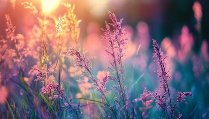 The photograph shows several stalks of wildflowers in a field at sunset, illuminated by warm, golden light.