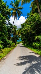 Tropical road through lush foliage