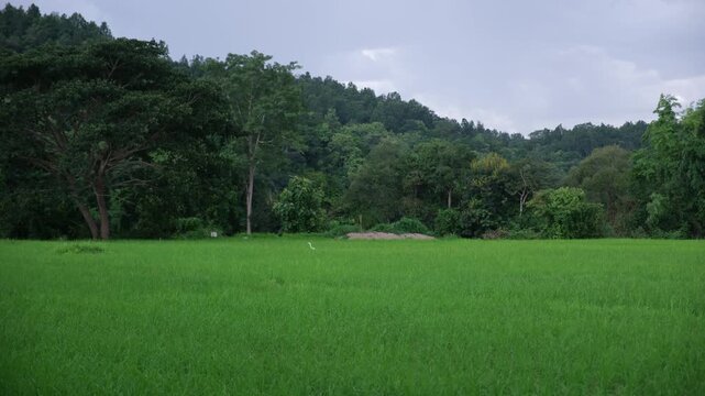 A white heron bird in the rice field