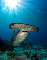 Obraz premium Hammerhead shark underwater