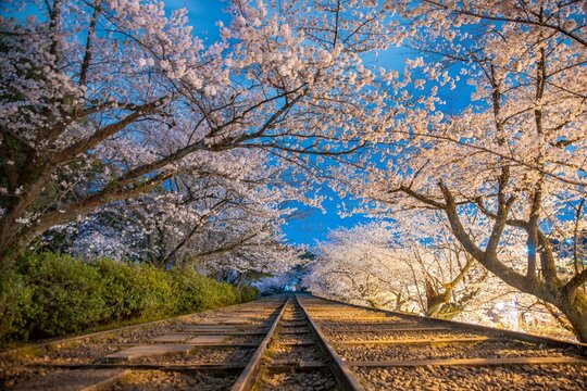 【京都】蹴上インクライン　夜桜
Keage Incline
京都市東山区東小物座町３３９