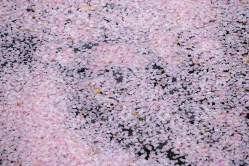 Cherry blossom petals floating on the surface