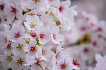 Somei Yoshino blooming and smashing