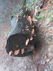 Black dog outdoors on ground