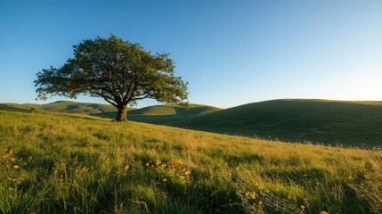 Obraz premium A solitary tree stands sentinel on a gently sloping grassy hill bathed in the soft light of a tranquil morning.