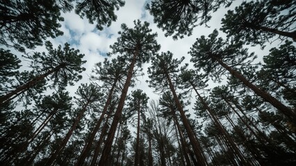 Obraz premium Tall pines reaching for a cloudy sky, showcasing a dense forest canopy from below.