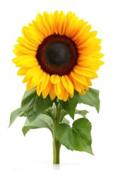 Obraz premium Single sunflower with vibrant yellow petals and dark center, against white background