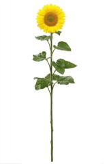 Single sunflower with bright yellow petals and dark center, long stem, and green leaves against a plain white background