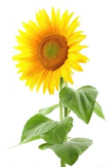 Fototapeta premium Bright yellow sunflower against white (1)