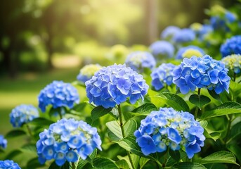 Vibrant blue hydrangea flowers in bloom