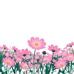 Pink Cosmos Flowers in Full Bloom against a White Background Floral Delight