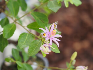 ピンクの花　睡蓮木の花