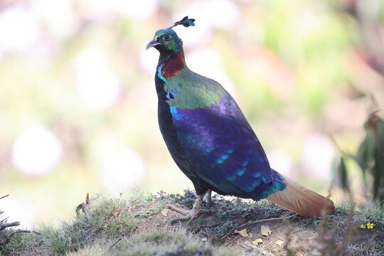 The Himalayan monal (Lophophorus impejanus), also called Impeyan monal and Impeyan pheasant, is a pheasant native to Himalayan forests. This photo was taken in North India.