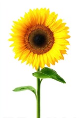 Obraz premium Bright sunflower against white background