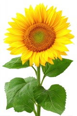 Bright sunflower with green leaves on white background
