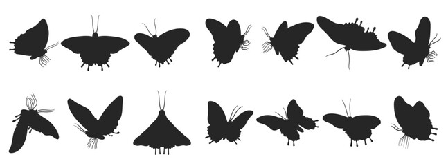 beautiful butterfly silhouette illustration flying