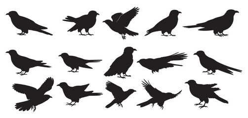 cuckoo bird silhouette white background