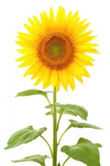 Obraz premium Vibrant sunflower against white background